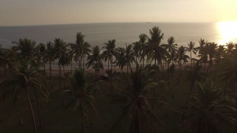 flying over palm trees at sunset