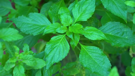 El-Jugo-De-Hoja-De-Ram-Tulsi-Es-Una-Medicina-Ayurvédica-Muy-útil-Para-El-Resfriado-Y-La-Tos.