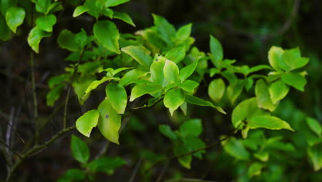 Leafs-blowing-in-the-wind-of-a-forest