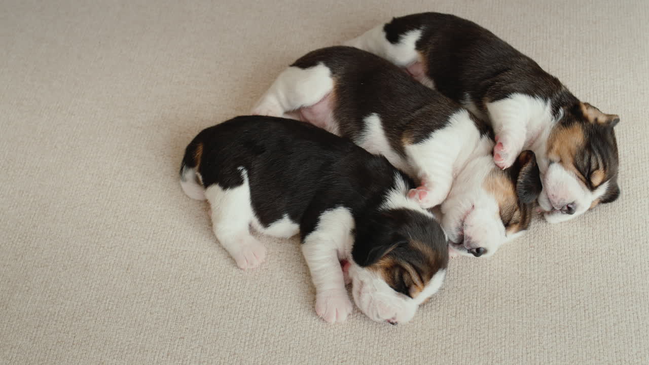 tres pequeños cachorros de beagle durmiendo uno al lado del otro en el sofá