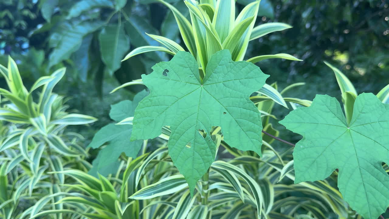 庭で優しく揺れる鮮やかな緑の葉