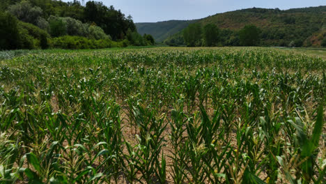 Aerial-view-over-a-corn-field,-sunny-summer-day-on-the-countryside-of-Croatia