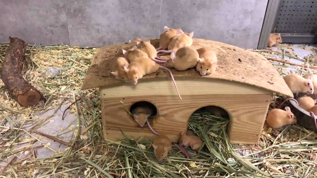 Gruppe kleiner Mäuse