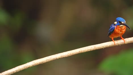 a blue-eared kingfisher moved its tail and then descended into the pond