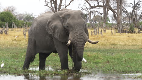un elefante adulto comiendo hierba de un humedal africano