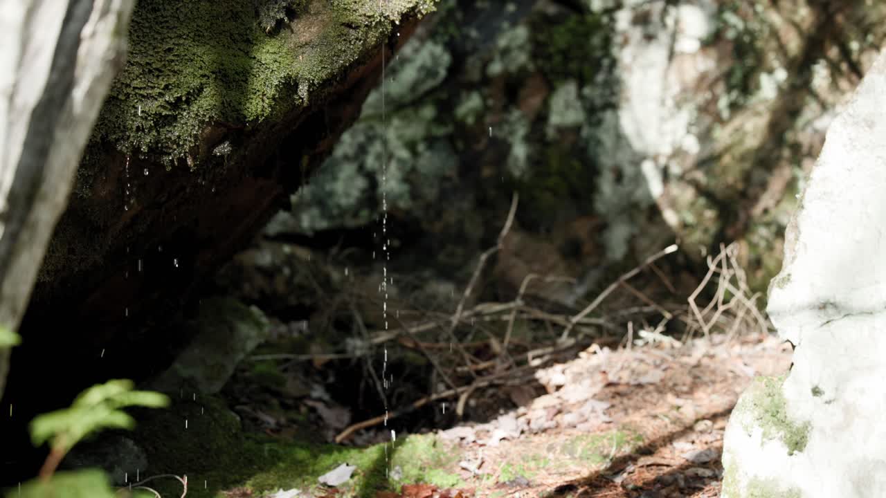 캐나다 퀘벡 주 세인트 컴 산에 이끼로 덮인 젖은 나무 줄기