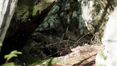 wet tree trunk covered with moss on the mountain of saint-come, quebec, canada