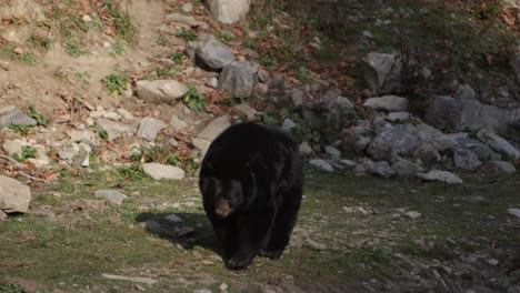 large-black-bear-taking-a-stroll-into-the-sun