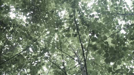 Canopy-of-leaves-in-Spring-time-lush-green-handheld-shot