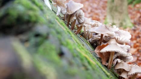 Autumn-forest-mushroom-growth-on-decayed-woodland-tree-trunk-reveal-right-pan