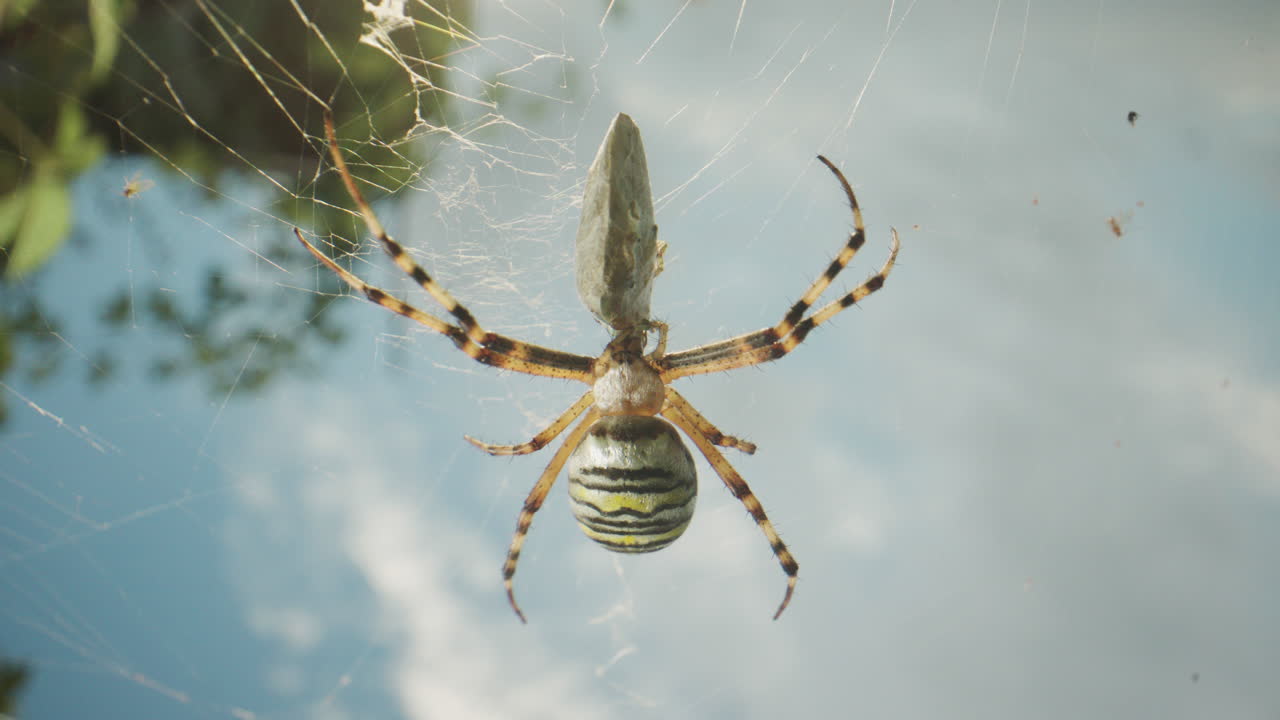 la araña argiope en la red