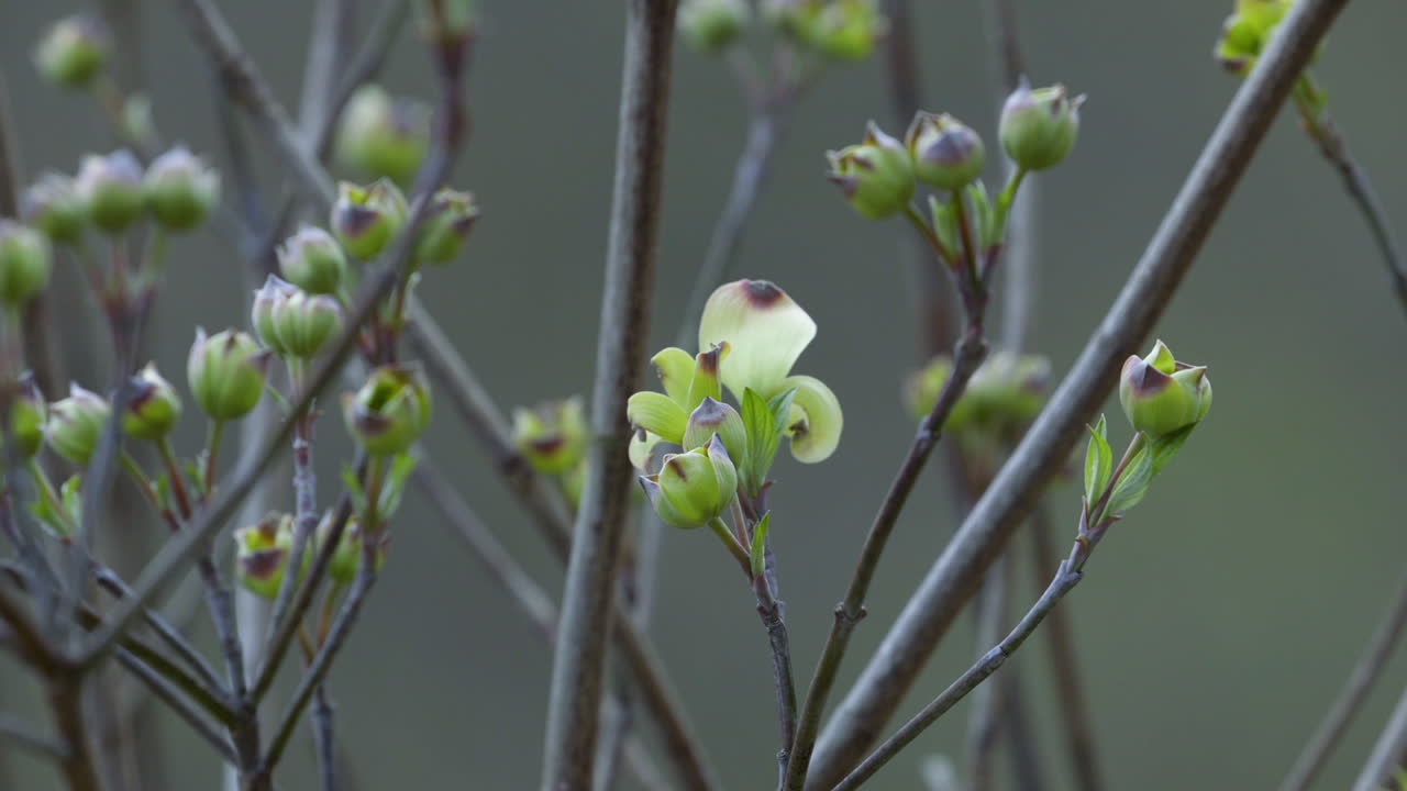 이른 봄 동안 꽃이 만발한 층층 나무의 가지 끝에 새싹