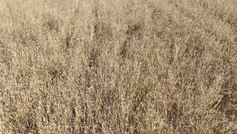 una vista de arriba hacia abajo de un campo de trigo listo para la cosecha en el sol de verano