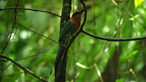 vibrante motmot costarricense balanceando su cola de péndulo para atraer a sus compañeros.