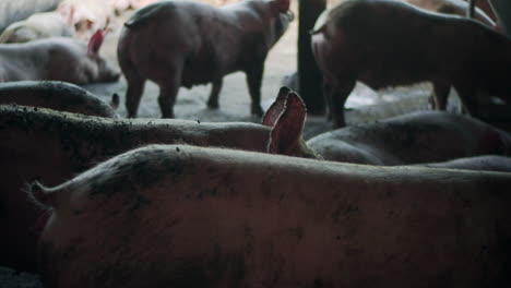 Schmutzige-Schweine,-Die-In-Einer-Schattigen-Schweinefarm-Stehen