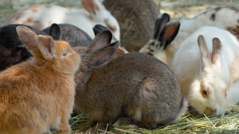 cute bunny rabbits eating grass in the anseong farmland