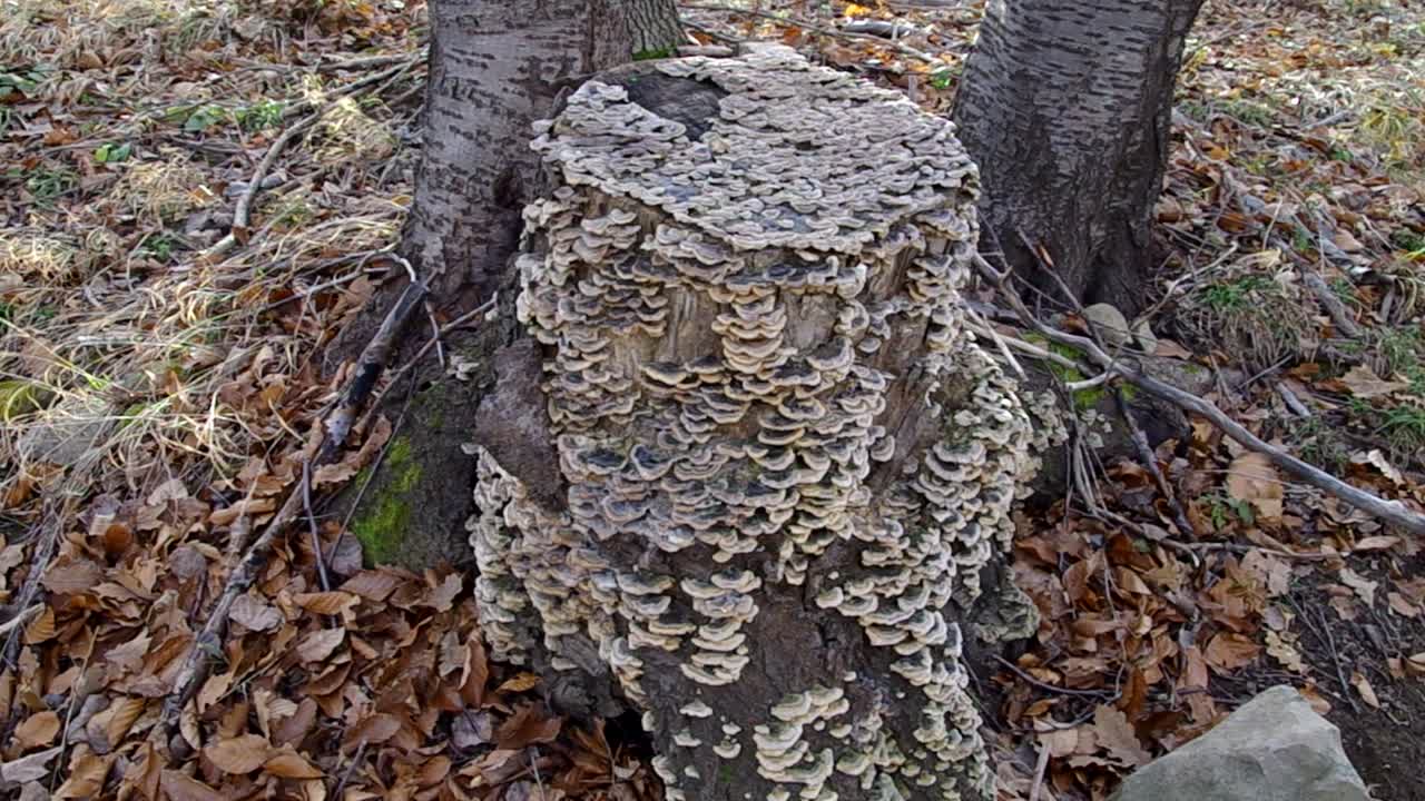 madera garabateada. hongos silvestres. bosque de hayas de otoño