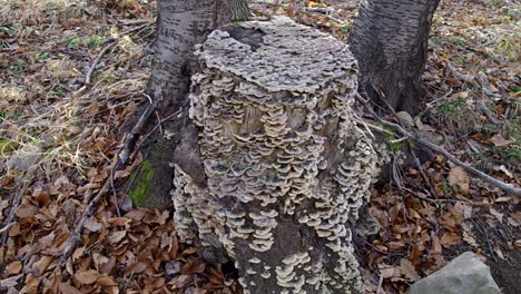 scrawled wood. wildwood mushrooms. autumn beech forest