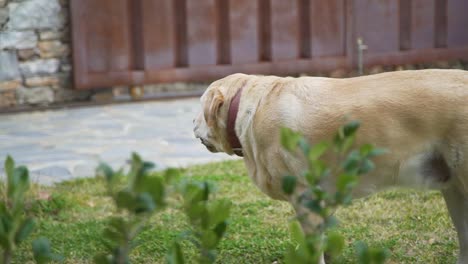 playfull-Labrador-laying-down-in-the-grass,-playing-with-a-ball