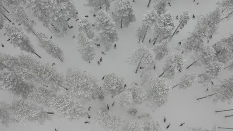 reindeer herd in the northern part of scandinavia
