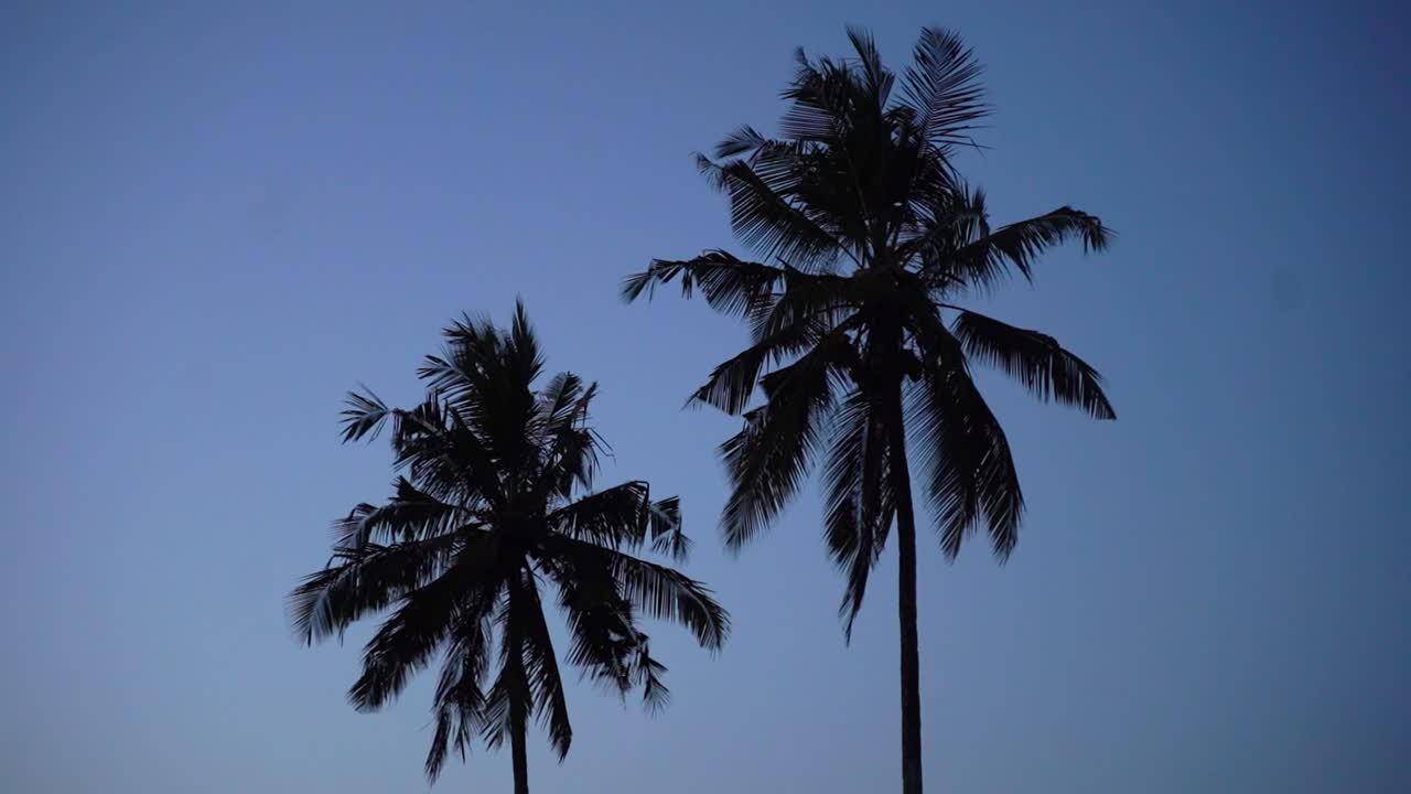 árbol de coco costero contra el cielo