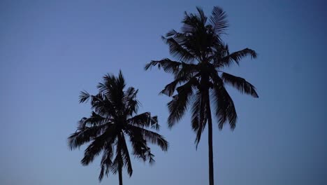 coastal coconut tree against the sky