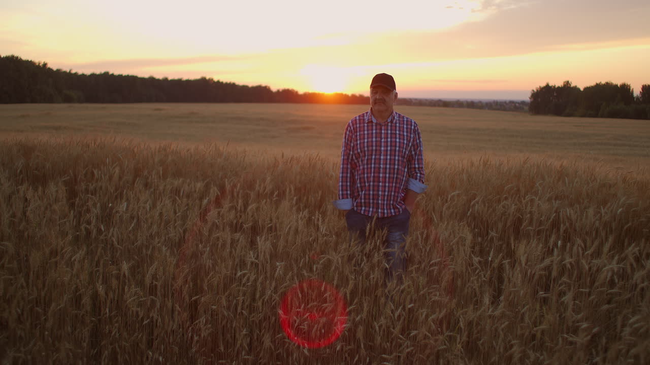 старший взрослый фермер ходит по пшеничному полю в шапке на закате, проходя рукой по золотистым ушам на закате. сельское хозяйство зерновых растений.