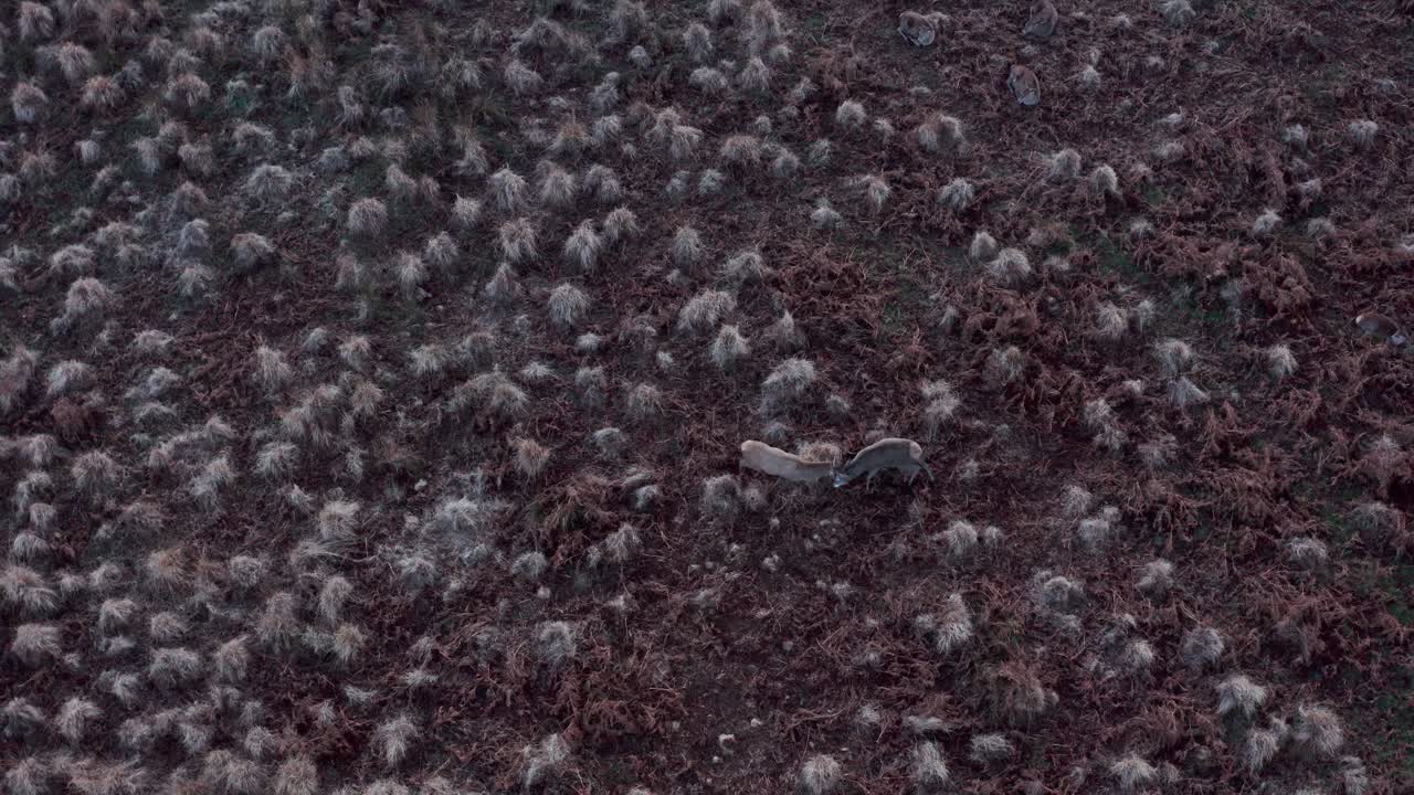 뿔과 싸우는 붉은 사슴의 공중 드론 샷