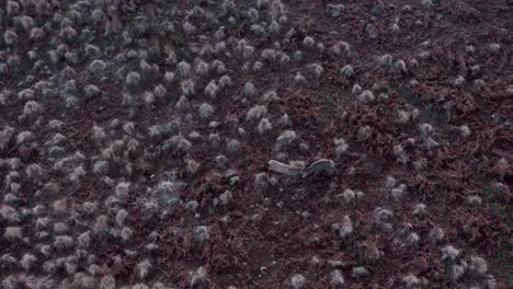 aerial drone shot of red deer fighting with antlers