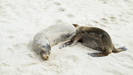 Leones-Marinos-Acurrucándose-Y-Relajándose-En-Playa-Punta-En-La-Isla-San-Cristobal-En-Galápagos