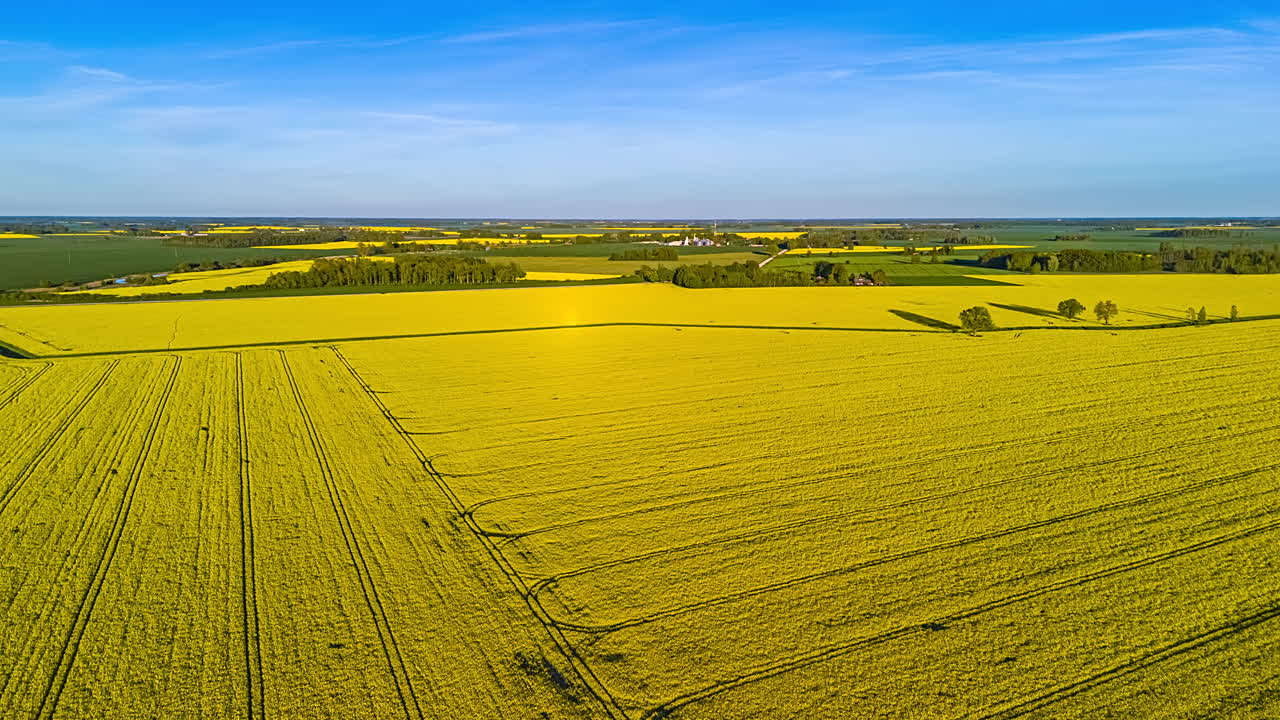 Vibrant Yellow Landscapes Of Rapeseed Fields. Hyperlapse