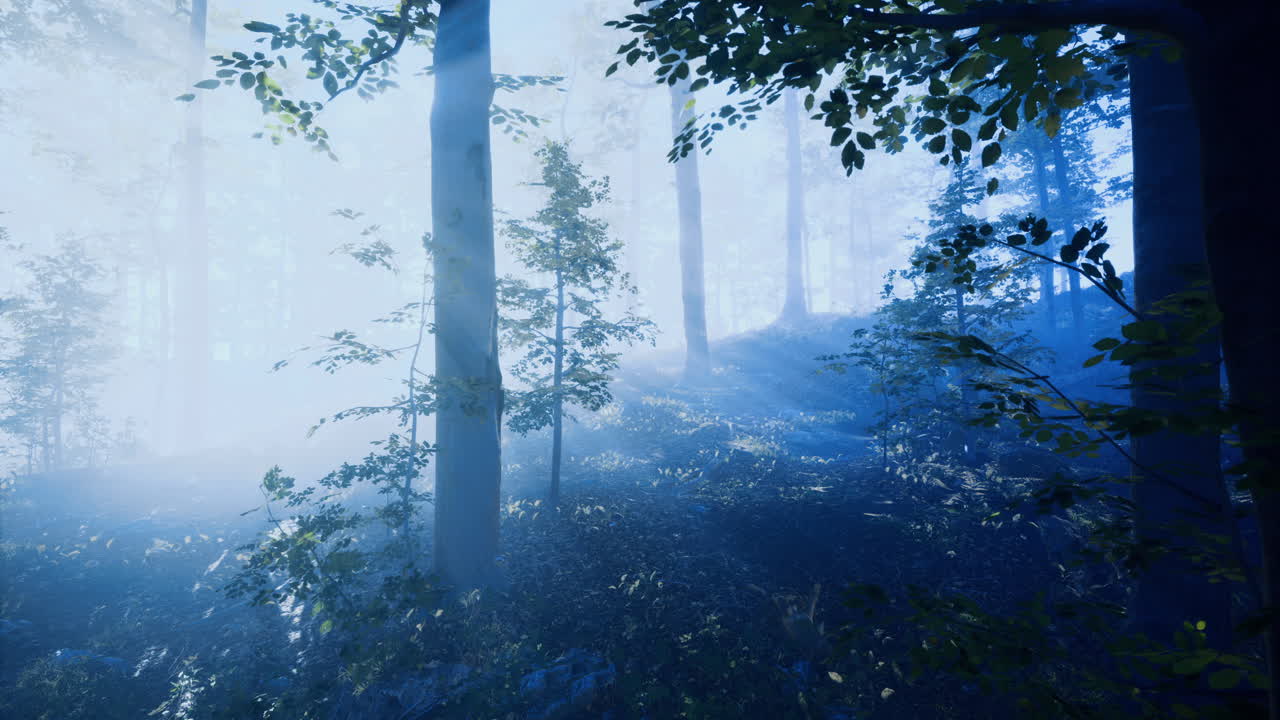 Misty forest landscape with sunlight filtering through trees in morning