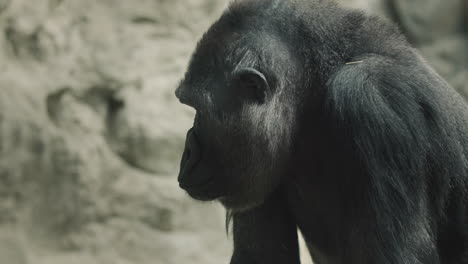 Portrait-of-an-adult-male-gorilla,-side-view