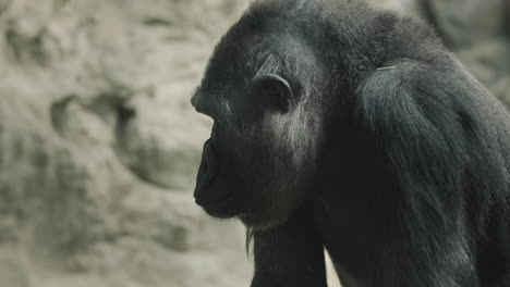 portrait of an adult male gorilla, side view