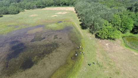 Luftaufnahmen-Von-Wald,-Teich-Und-Einer-Kleinen-Gruppe-Von-Flüchtlingen