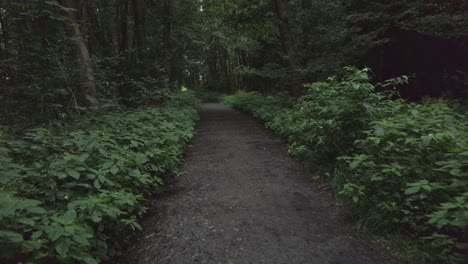 Walking-through-a-dark-forest-along-a-path-lined-with-trees-and-plants-in-summer