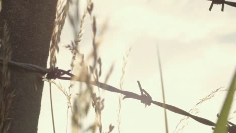 Barbed-wire-fence-in-field-at-dusk