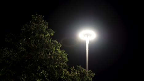 night scene with streetlight and trees