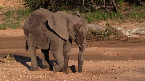 Elephant-shakes-off-sand-from-trunk-while-drinking-from-riverbed-in-sunlight