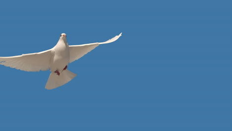 Dove-flying-on-blue-background