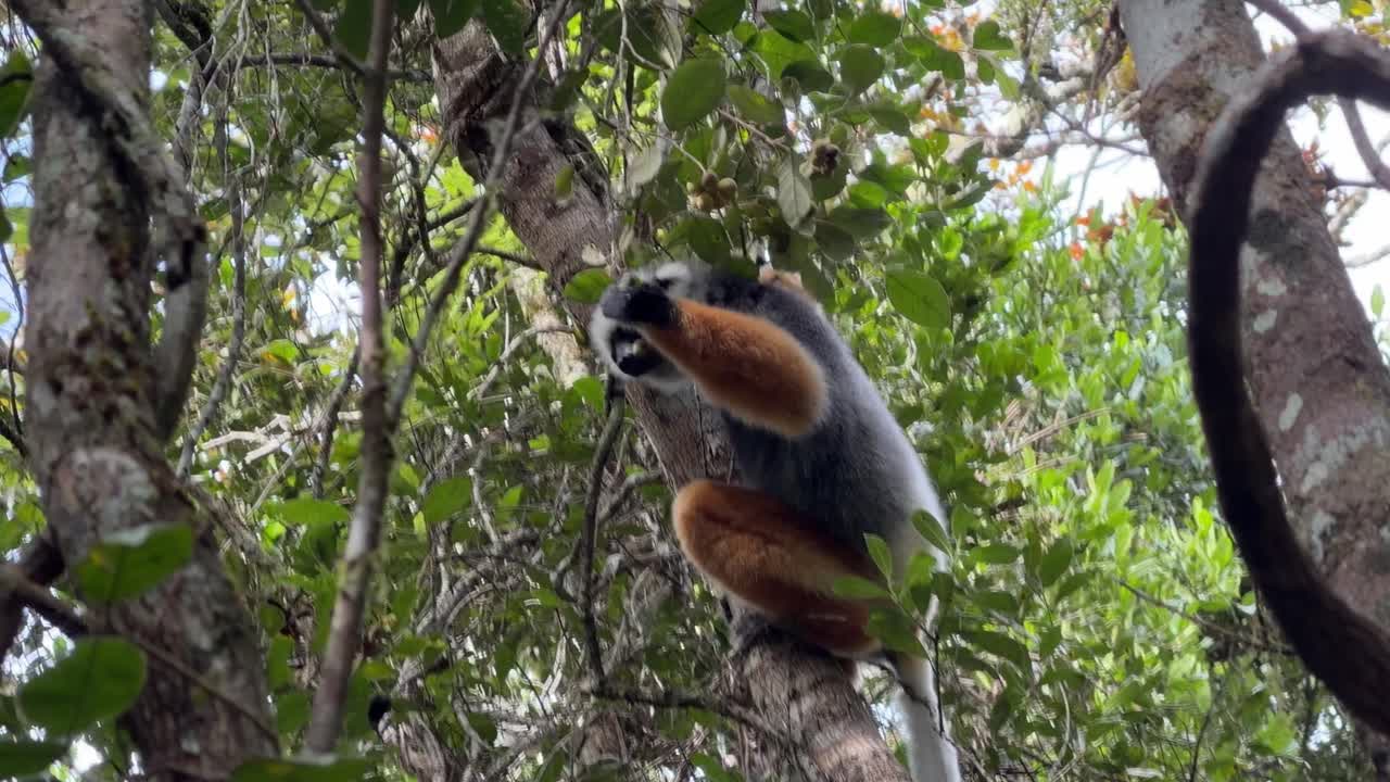 Uno scatto ravvicinato dettagliato di un lemure Sifaka Diadema colorato appollaiato su un ramo d'albero che mangia foglie nella fitta foresta tropicale di Andasibe, Madagascar.