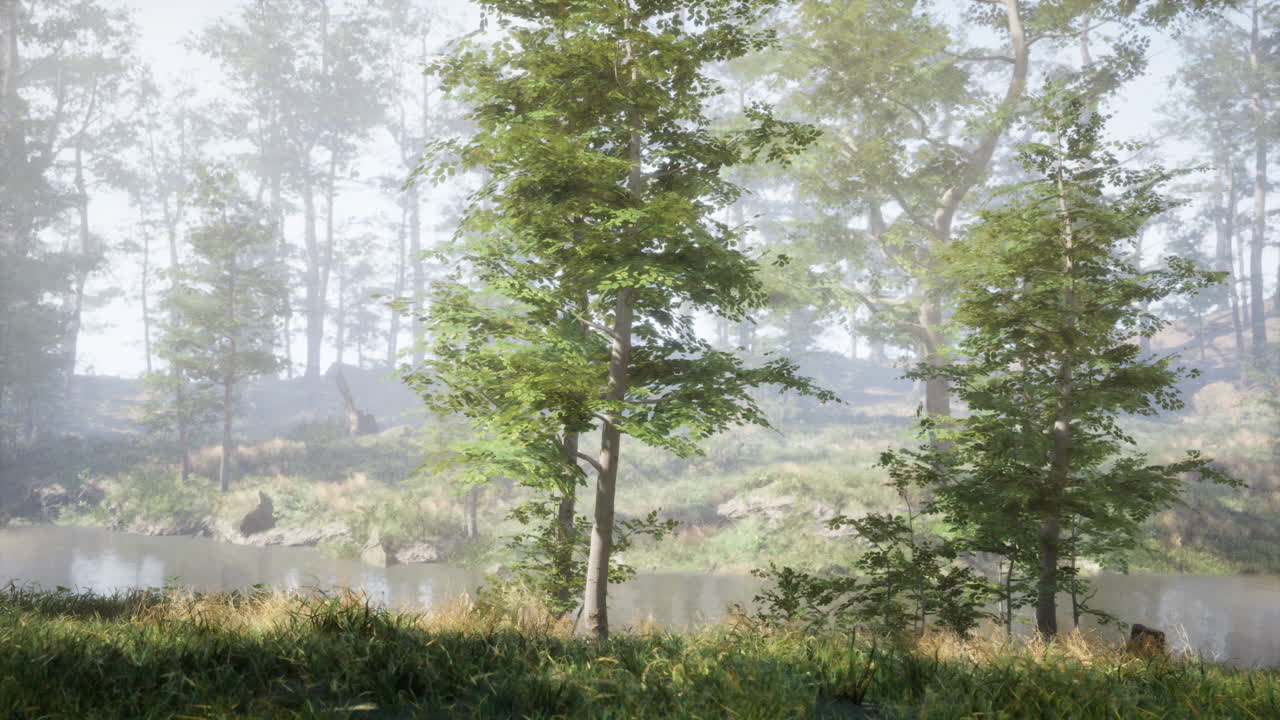 안개 숲 강 풍경