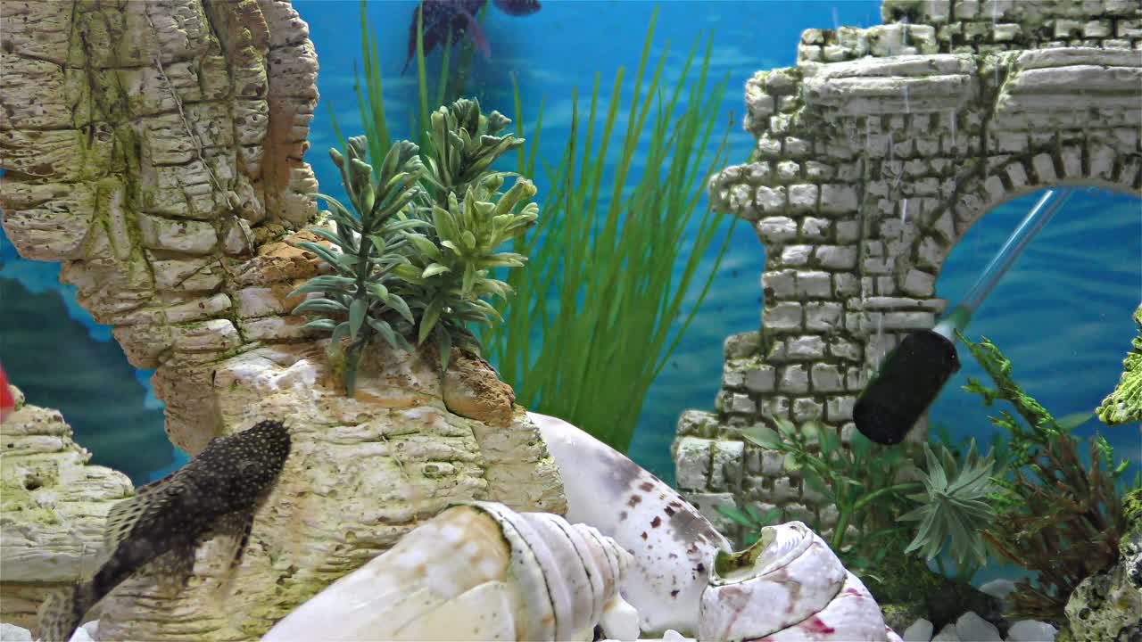 Fish in the aquarium – goldfish, black telescope goldfish