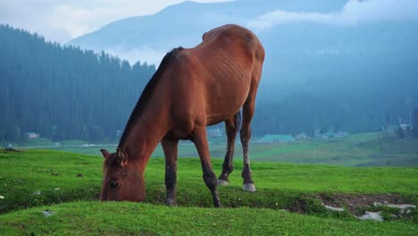 一匹棕色馬在印度馬德雅普拉德什邦卡朱拉霍的草原上放牧