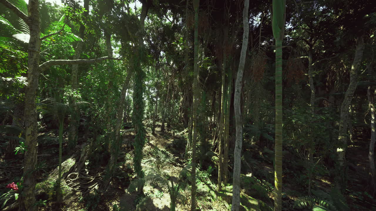 Luminosi boschi tropicali pieni di fitte liane e vegetazione lussureggiante