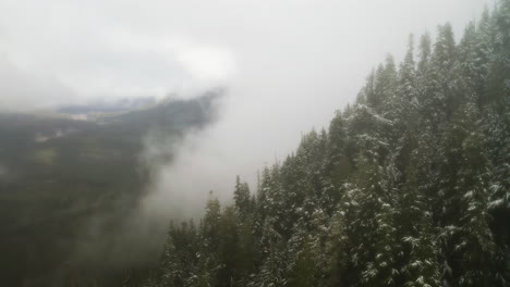 low clouds covering mountain pine forest in snow on olympic peninsula, washington state, usa