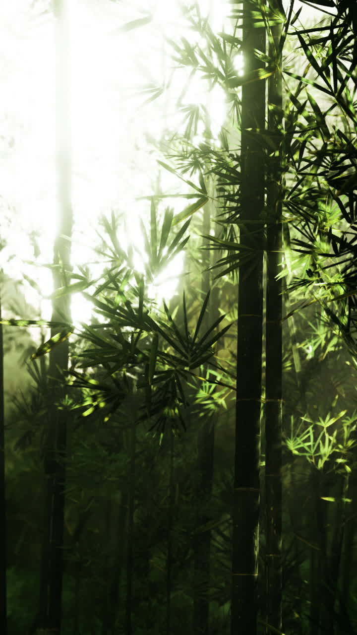 Foresta di bambù verde con la luce del sole che filtra tra gli alberi al mattino.