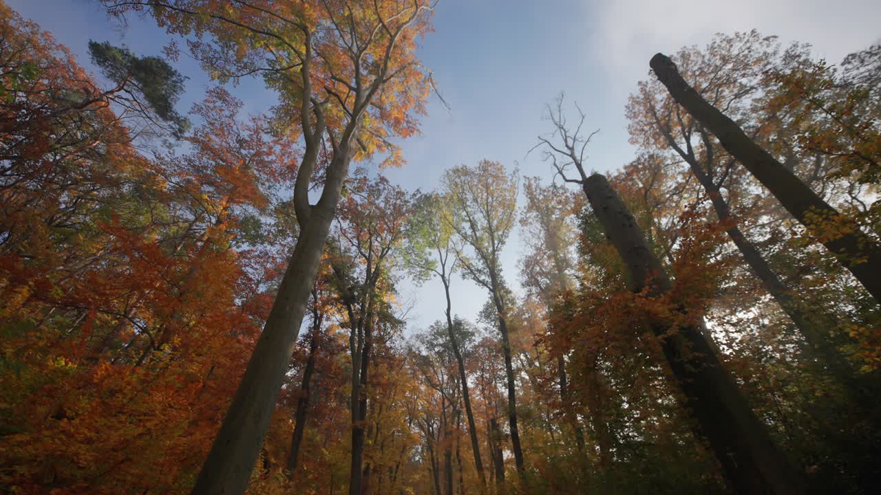 나무 꼭대기를 올려다보는 가을 숲 산책