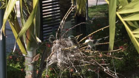 Ave-Madre-Saltando-Alrededor-De-Su-Nido-Construido-En-Una-Exótica-Palmera-Tropical-Con-Dos-Bebés-Esperando-Comida-En-El-Estado-De-Pernambuco,-En-El-Noreste-De-Brasil,-En-Un-Cálido-Y-Soleado-Día-De-Verano