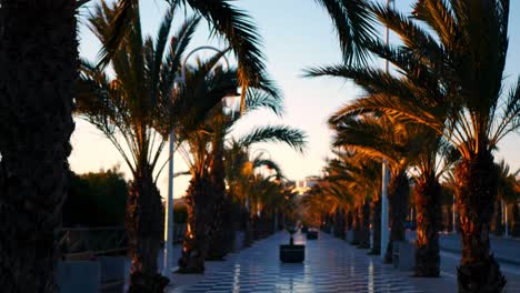 palm trees blowing in the gentle breeze along a walkway to a resort or hotel in a tropical paradise at sunset